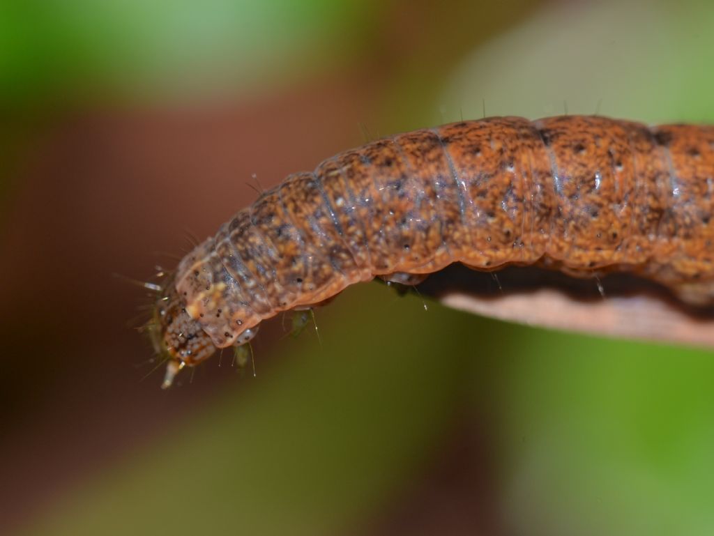 Lepidottero da identificare-Bruco (151)